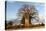 Baobab Tree-Michele Westmorland-Stretched Canvas