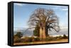 Baobab Tree-Michele Westmorland-Framed Stretched Canvas