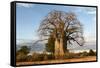 Baobab Tree-Michele Westmorland-Framed Stretched Canvas