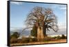 Baobab Tree-Michele Westmorland-Framed Stretched Canvas