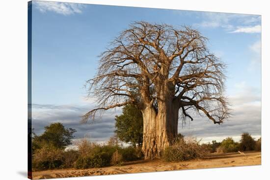 Baobab Tree-Michele Westmorland-Stretched Canvas