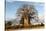 Baobab Tree-Michele Westmorland-Stretched Canvas