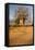 Baobab Tree-Michele Westmorland-Framed Stretched Canvas