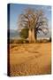 Baobab Tree-Michele Westmorland-Stretched Canvas