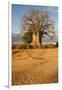 Baobab Tree-Michele Westmorland-Framed Premium Photographic Print