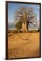 Baobab Tree-Michele Westmorland-Framed Premium Photographic Print