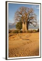 Baobab Tree-Michele Westmorland-Framed Premium Photographic Print