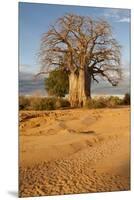 Baobab Tree-Michele Westmorland-Mounted Premium Photographic Print