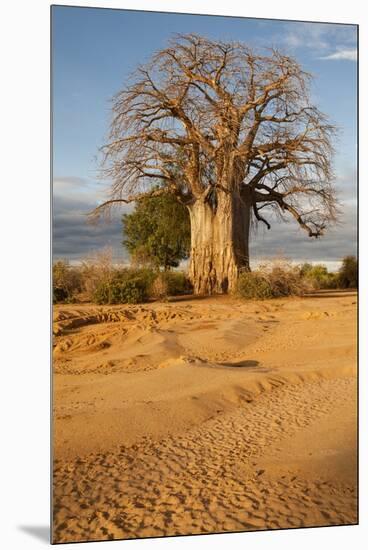Baobab Tree-Michele Westmorland-Mounted Premium Photographic Print