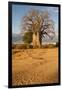 Baobab Tree-Michele Westmorland-Framed Premium Photographic Print