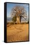 Baobab Tree-Michele Westmorland-Framed Stretched Canvas