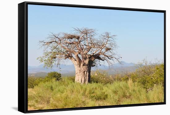 Baobab Tree-Grobler du Preez-Framed Stretched Canvas