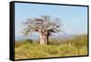 Baobab Tree-Grobler du Preez-Framed Stretched Canvas