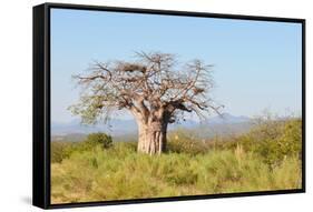 Baobab Tree-Grobler du Preez-Framed Stretched Canvas