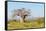 Baobab Tree-Grobler du Preez-Framed Stretched Canvas