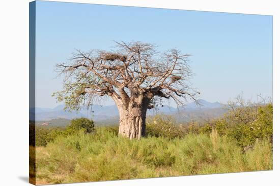 Baobab Tree-Grobler du Preez-Stretched Canvas