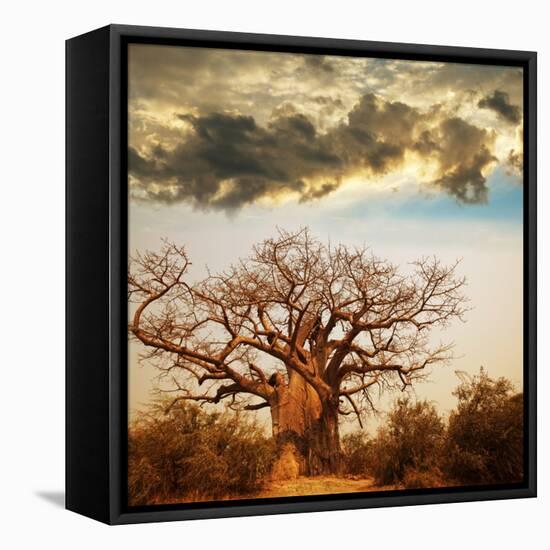 Baobab Tree-Andrushko Galyna-Framed Stretched Canvas