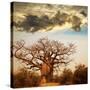 Baobab Tree-Andrushko Galyna-Stretched Canvas