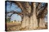 Baobab Tree-Andrushko Galyna-Stretched Canvas