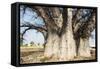 Baobab Tree-Andrushko Galyna-Framed Stretched Canvas