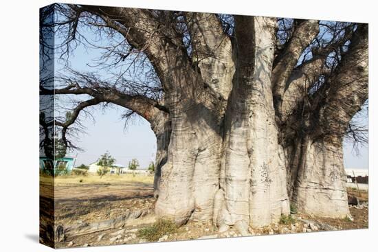 Baobab Tree-Andrushko Galyna-Stretched Canvas
