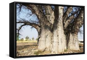 Baobab Tree-Andrushko Galyna-Framed Stretched Canvas