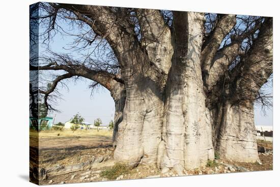 Baobab Tree-Andrushko Galyna-Stretched Canvas