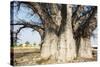 Baobab Tree-Andrushko Galyna-Stretched Canvas