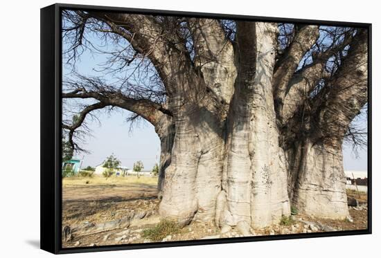 Baobab Tree-Andrushko Galyna-Framed Stretched Canvas