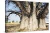 Baobab Tree-Andrushko Galyna-Stretched Canvas