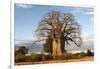 Baobab Tree-Michele Westmorland-Framed Photographic Print