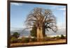 Baobab Tree-Michele Westmorland-Framed Photographic Print