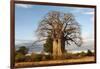 Baobab Tree-Michele Westmorland-Framed Photographic Print