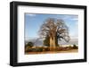 Baobab Tree-Michele Westmorland-Framed Photographic Print