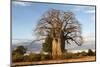 Baobab Tree-Michele Westmorland-Mounted Photographic Print