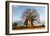 Baobab Tree-Michele Westmorland-Framed Photographic Print