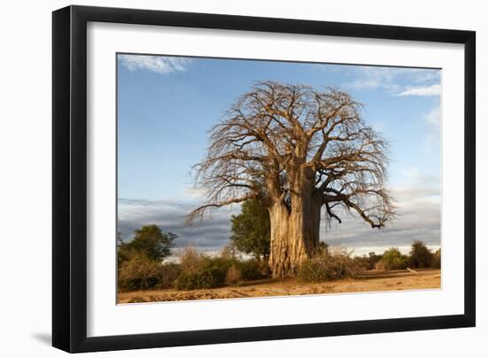 Baobab Tree-Michele Westmorland-Framed Photographic Print