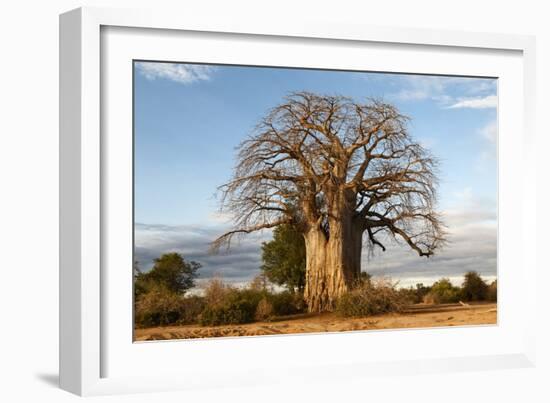 Baobab Tree-Michele Westmorland-Framed Photographic Print