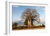 Baobab Tree-Michele Westmorland-Framed Photographic Print