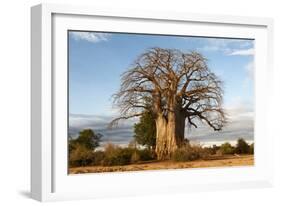 Baobab Tree-Michele Westmorland-Framed Photographic Print