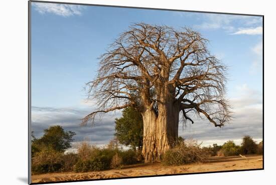 Baobab Tree-Michele Westmorland-Mounted Photographic Print