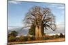 Baobab Tree-Michele Westmorland-Mounted Photographic Print