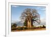 Baobab Tree-Michele Westmorland-Framed Photographic Print