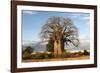 Baobab Tree-Michele Westmorland-Framed Photographic Print