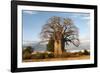 Baobab Tree-Michele Westmorland-Framed Photographic Print