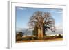 Baobab Tree-Michele Westmorland-Framed Photographic Print