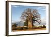 Baobab Tree-Michele Westmorland-Framed Photographic Print