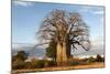 Baobab Tree-Michele Westmorland-Mounted Photographic Print