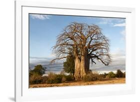 Baobab Tree-Michele Westmorland-Framed Photographic Print