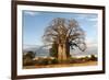 Baobab Tree-Michele Westmorland-Framed Photographic Print